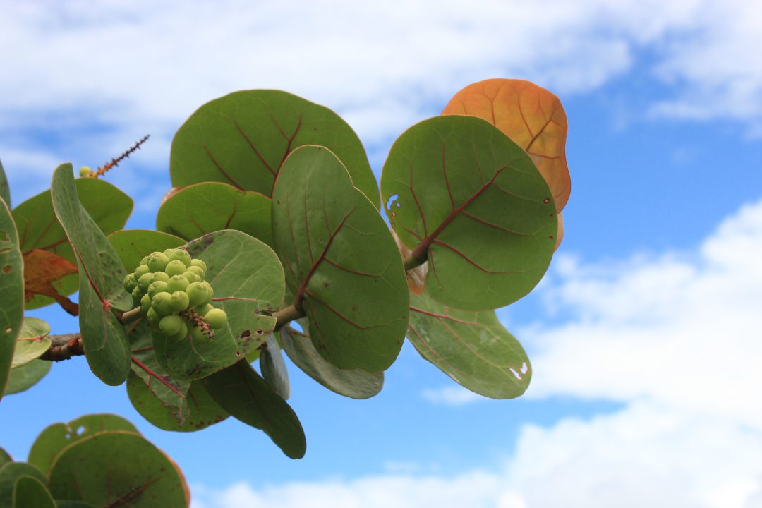Natuur Fotografie